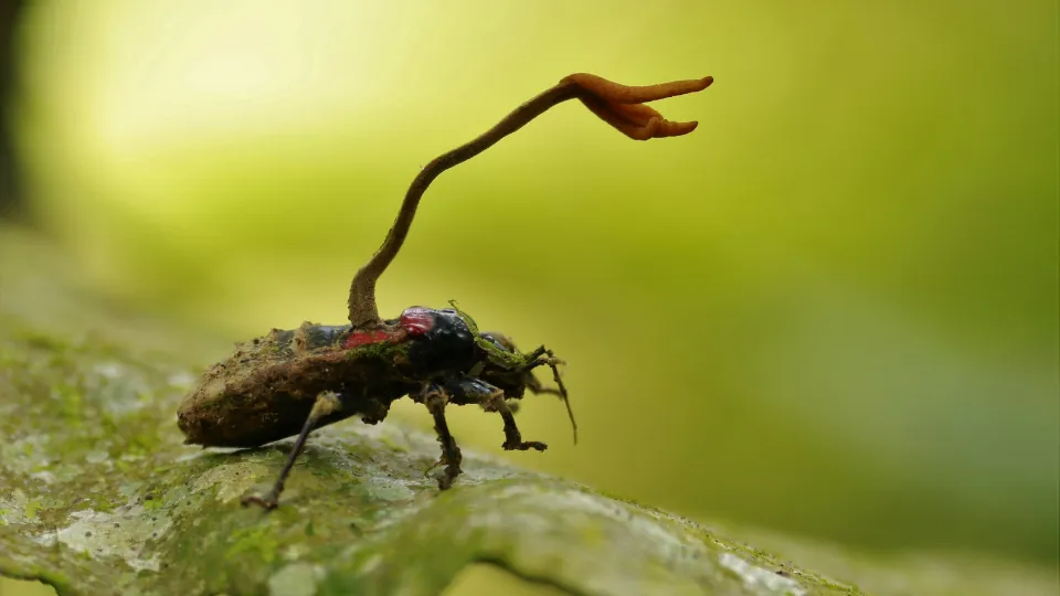 Ölü bir böceğin gövdesinden çıkmış yabani cordyceps mantarı