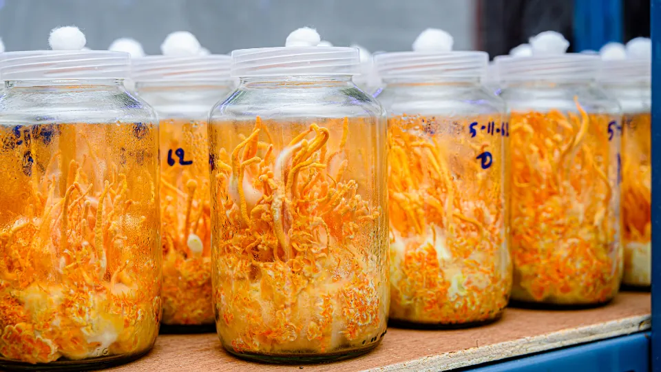 Üretim rafında sıralanmış cordyceps kavanozları